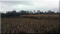SP1998 : Reed bed near the car park, RSPB Middleton Lakes nature reserve by Phil Champion