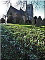 Snowdrops in Greasley churchyard