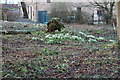 Snowdrops at Culzean Country Park