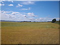 NO7153 : Ripening field of grain with Boddin Farm in the distance by Adrian Diack