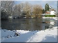 A chilly winter?s day at the duck pond, Coleshill