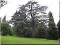 SO7337 : Tree in Eastnor Castle Arboretum by Eirian Evans