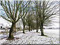 Trees in Caedelyn Park