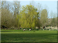 Willow and sheep, Droxford