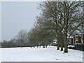 Snowy trees in Stockwood