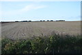 TL5963 : Farmland by Devil's Dyke by N Chadwick