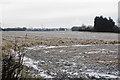 Frozen field by Gorse Lodge Nurseries