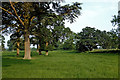 Pasture and pine trees near Market Drayton, Shropshire