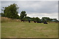S9073 : Cattle grazing by Rathgall fort by N Chadwick