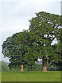 Mature trees in The Park near Market Drayton, Shropshire