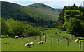 Sheep at Pont Pentre-Llech