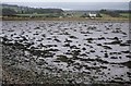 Seaweed on the shore