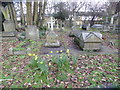 January daffodils in St Mary Magdalen?s RC Churchyard, Mortlake