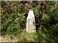 Old Boundary Marker in woodland, Wareham St Martin parish