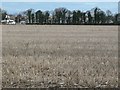 Broad Axe Field, in winter