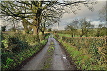 H5956 : Bare trees along Sess Road by Kenneth  Allen