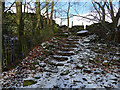 Steps up at the end of a patch of woodland