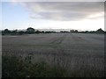 Stubble, Muir of Bannockburn