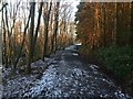 Path, Dykedale Wood