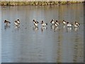 SO8844 : Wigeon ducks by Philip Halling