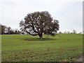 Tree in Llwyn Onn Hall park