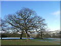 Trees near Street Farm