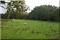 Field by Titley Pool