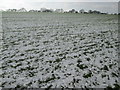 Snowy field south of Duddonhoe End in Essex