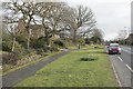 Daffodils in Risley