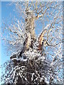 Snow-blasted tree near Llanrhydd Church