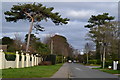 Tall trees in Beckton Lane