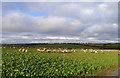 Sheep grazing on turnips, Higher City Farm