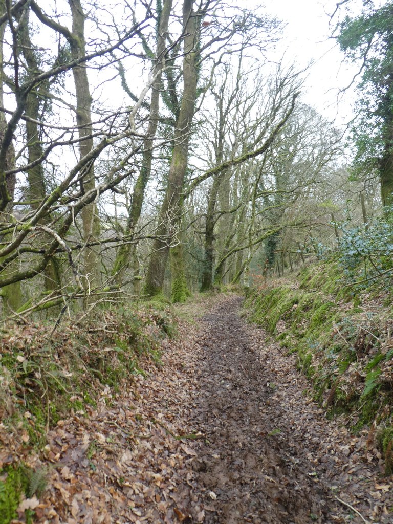 Footpath in Langham Wood © David Smith :: Geograph Britain and Ireland