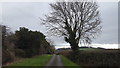 A tree by Stone Lane