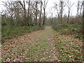 Footpath in Llyn Helyg woods