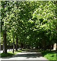 Avenue of trees, Dorchester