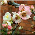 Chaenomeles speciosa 