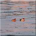 Pair of Wigeon on the tideline at North Kessock