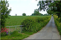 SJ6542 : Farmland by Mill Lane south of Audlem in Cheshire by Roger  D Kidd