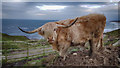 Highland Bull at High Bellochantuy Farm