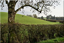 H4469 : Tree, Loughmuck (Alcorn) by Kenneth  Allen