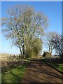 SP1218 : Ash trees beside a restricted byway by Philip Halling