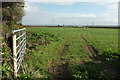 Field near Trevone