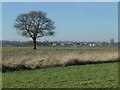 SE5507 : A tree in a field, Hangthwaite by Christine Johnstone