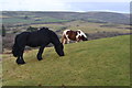 SY9680 : Ponies grazing on tumulus on Corfe Common by David Martin