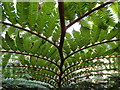 SP0485 : Tree fern, Birmingham Botanical Gardens by Rudi Winter