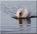 NJ2366 : Aggressive Swan by Anne Burgess