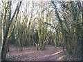 Woodland near Canley Brook