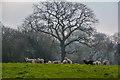 Mid Devon : Grassy Field & Sheep