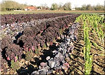 TG2802 : Vegetables in a field by Church Farm by Evelyn Simak